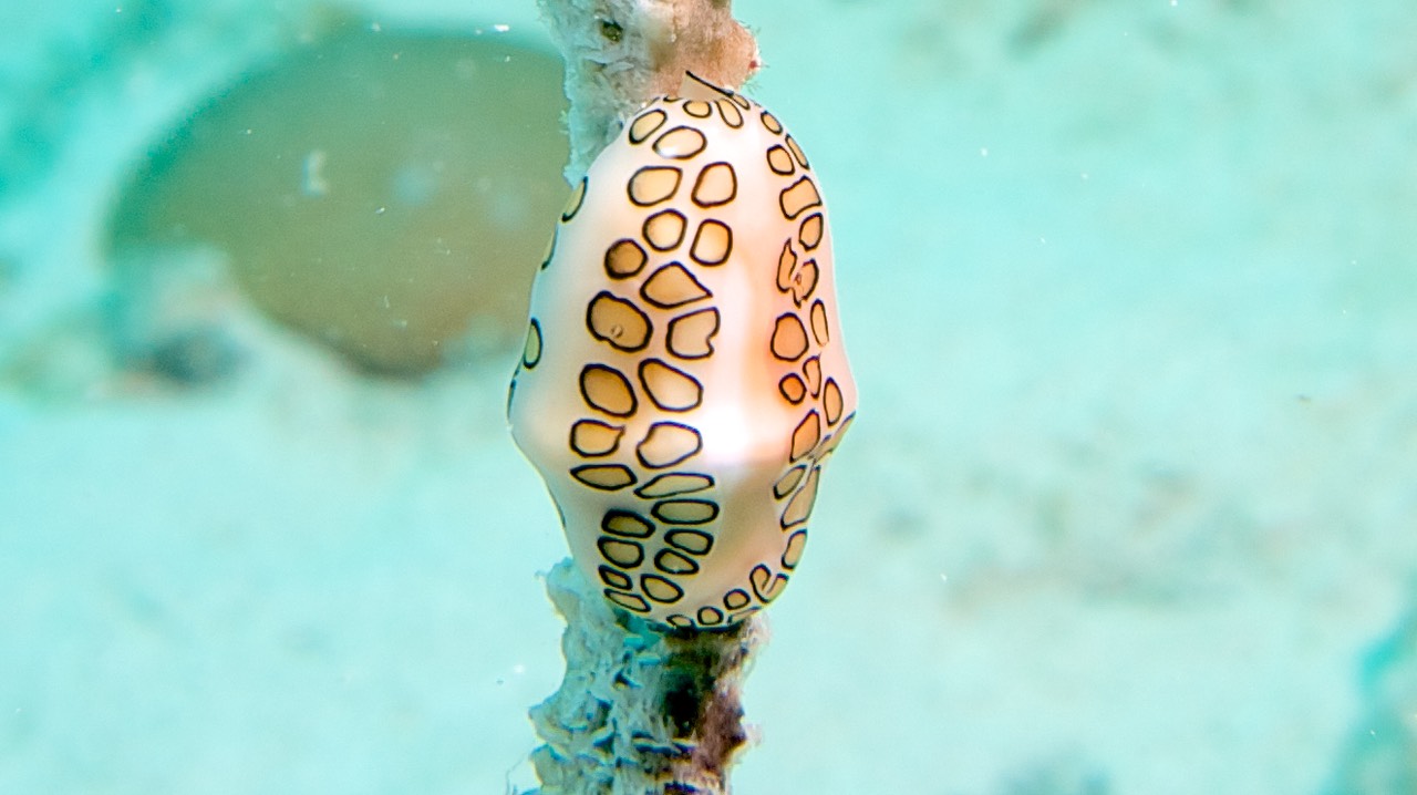150318 28 Dive Mexico Puerto Morelos La Bonita