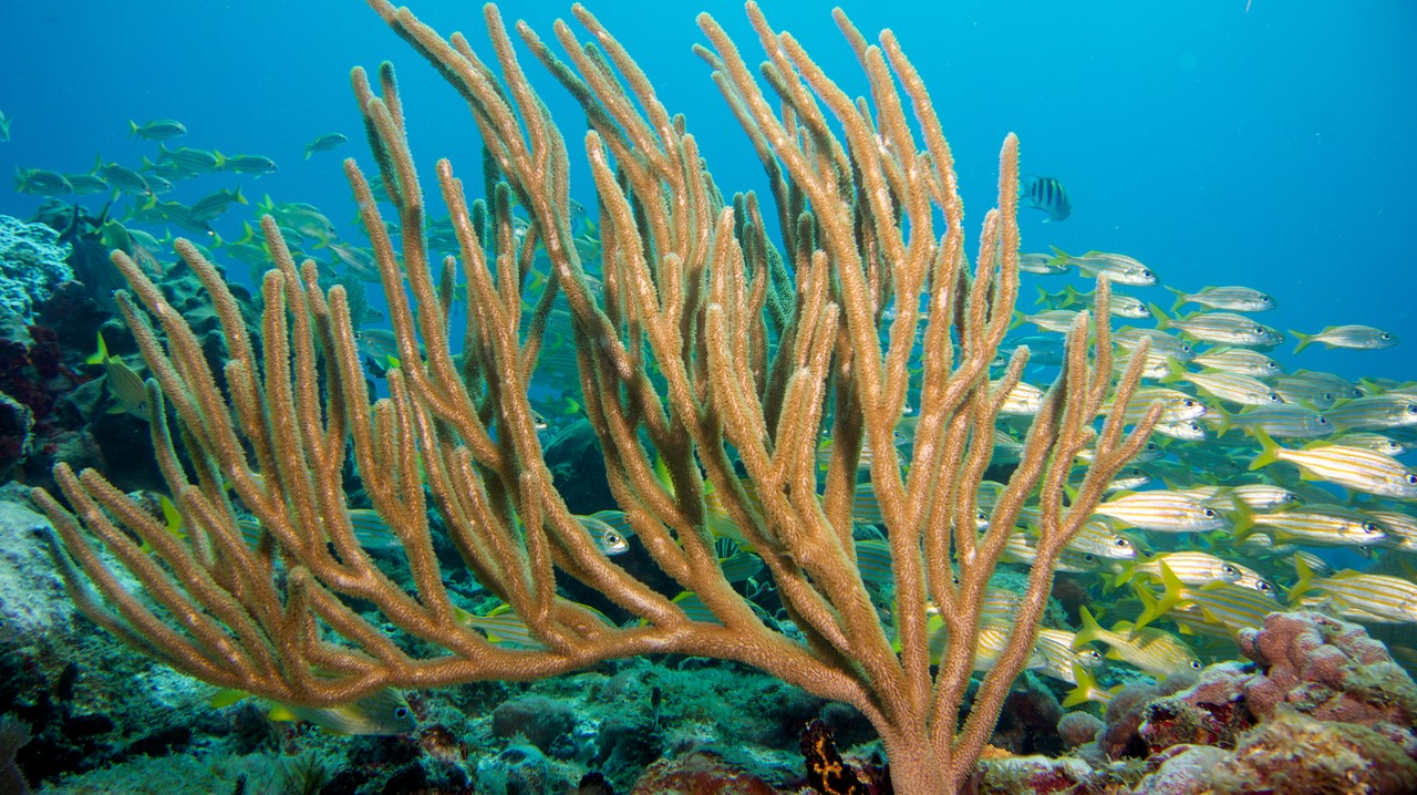 150320 21 Dive Mexico Puerto Morelos Explore
