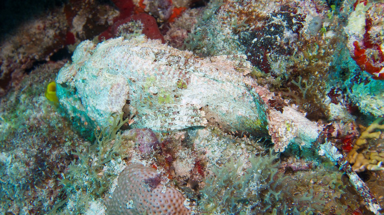 150320 29 Dive Mexico Puerto Morelos Explore