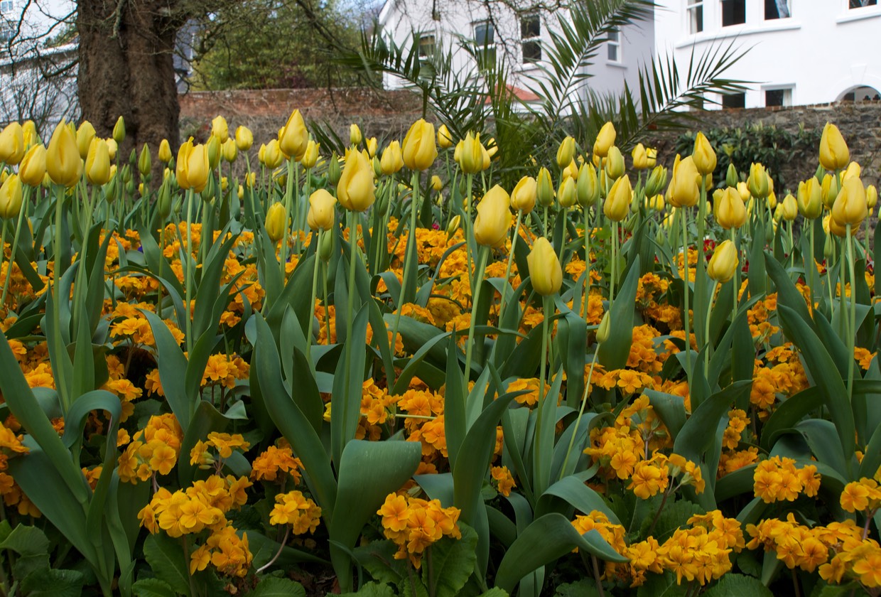150418 3 The Candie Gardens St Peters Port