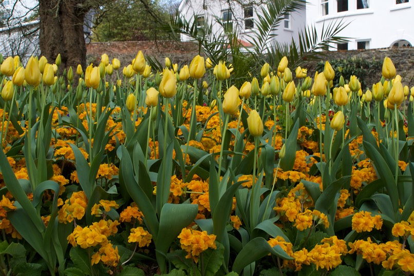 150418 3 The Candie Gardens St Peters Port