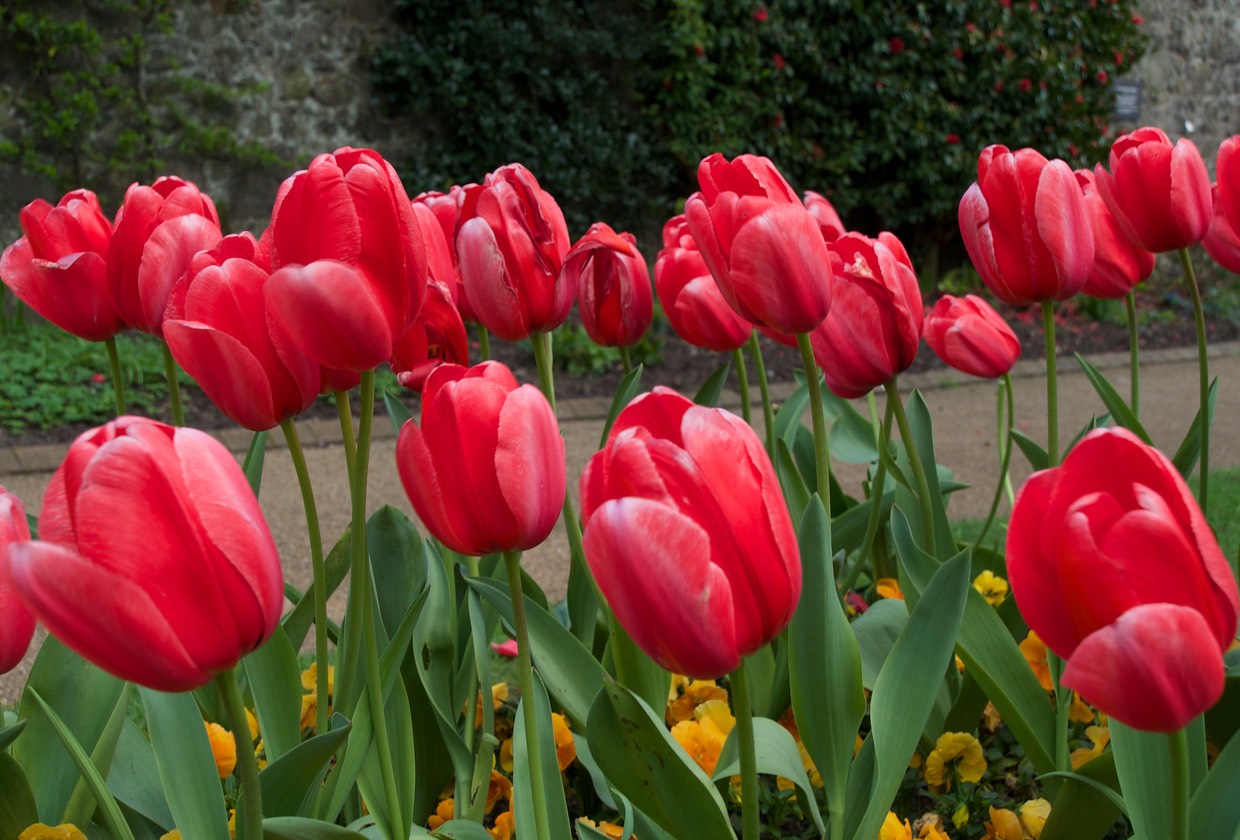 150418 4 The Candie Gardens St Peters Port