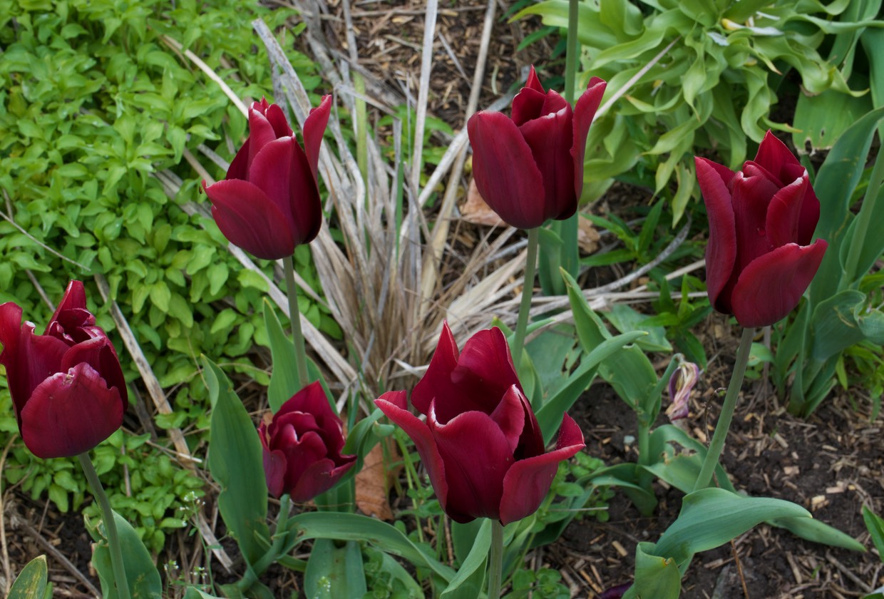 150426 3 Walking Cherbourg Flowers