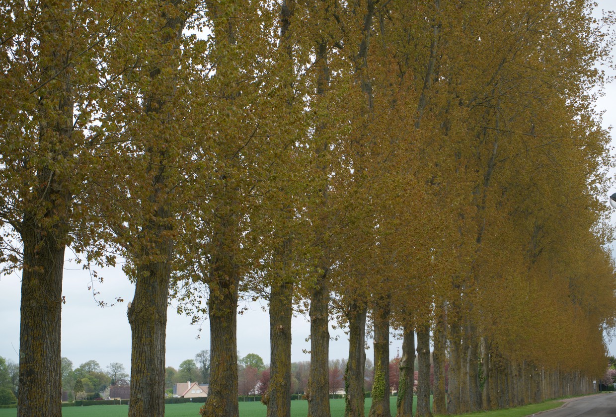 150502 7 Bike Ride Dieppe hautot sur mer Trees