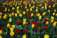 150508 4 Flowers in walled city Boulogne