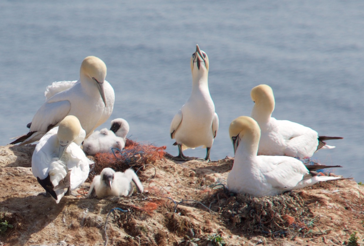 150629 6 Helgoland Breeding Birds