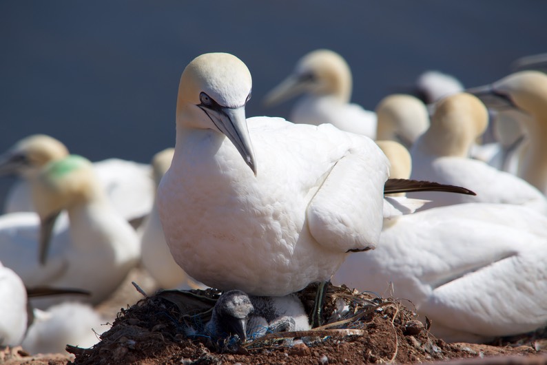 150629 9 Helgoland Breeding Birds