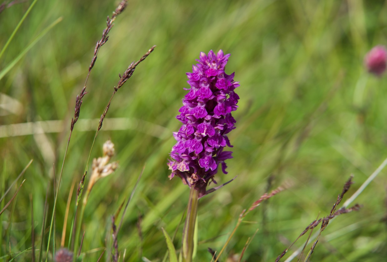 150805 20 Northern Marsh Orchid Outer Hebrides