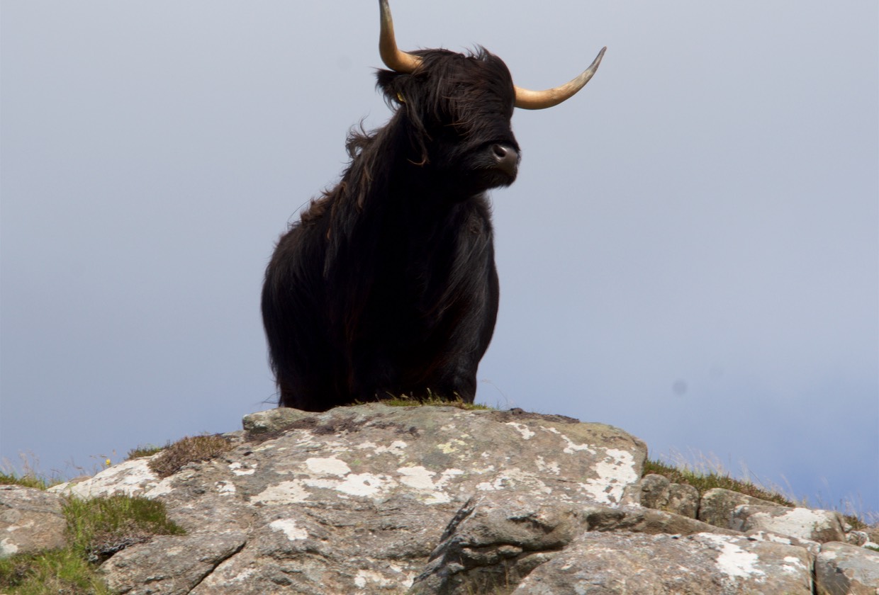 150805 34 Highland Cow with attitude