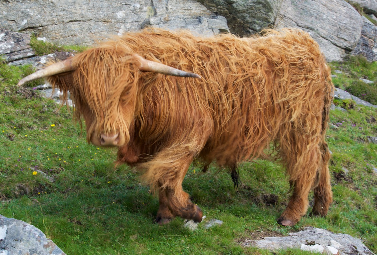 150805 35 Highland Cow