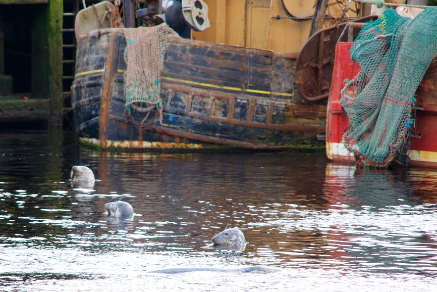 150807 12 Seals of the harbour