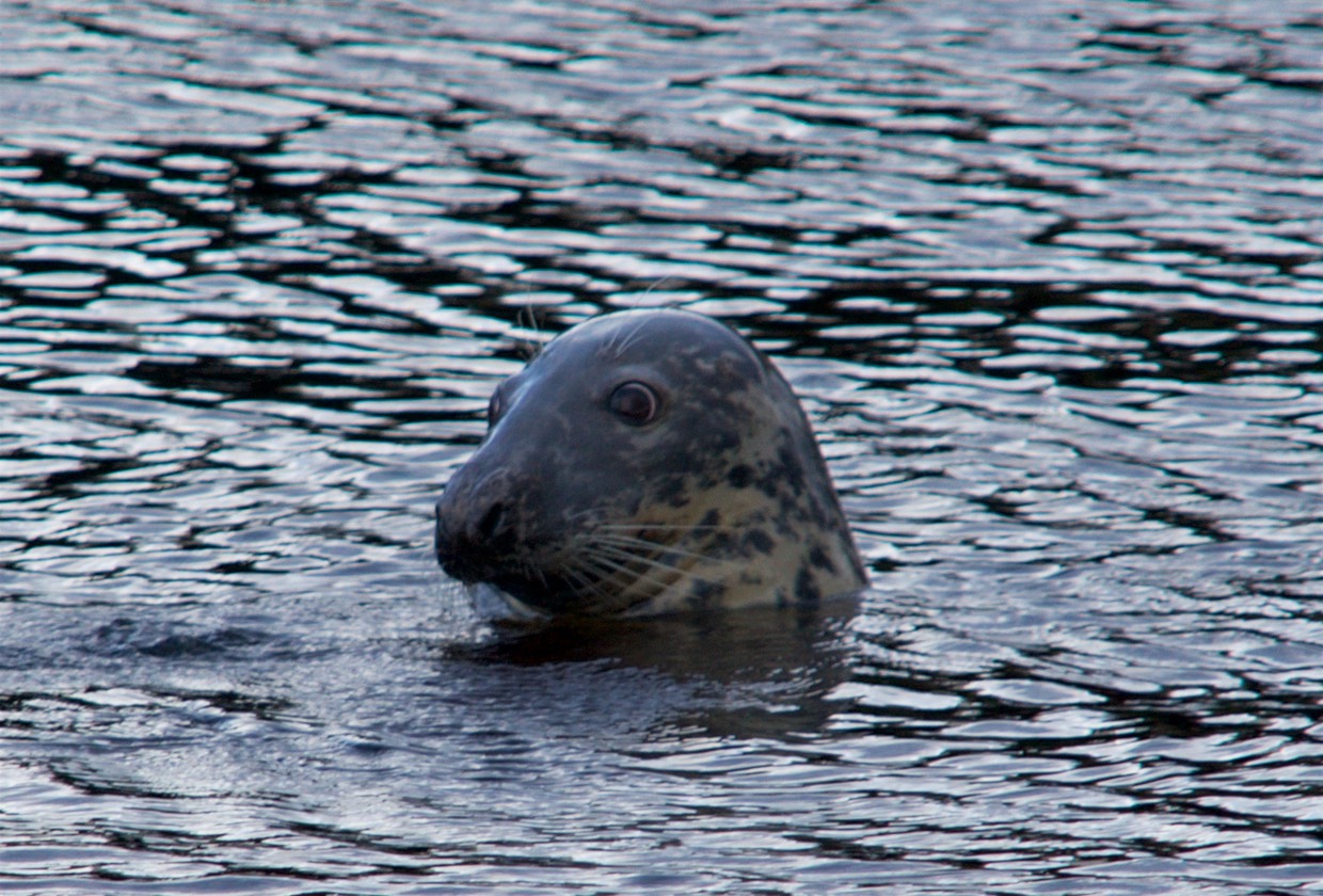 150807 15 Stornaway Harbour Seal