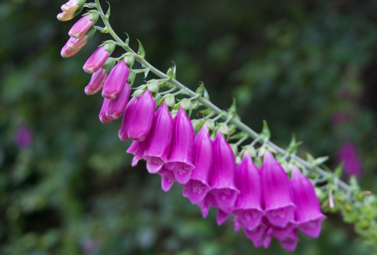 150807 4 Fox Glove in grounds of Lewis Castle