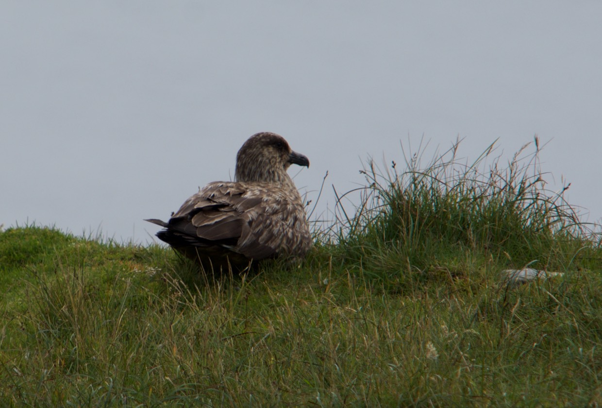 150811 23 St Kilda Great Skua
