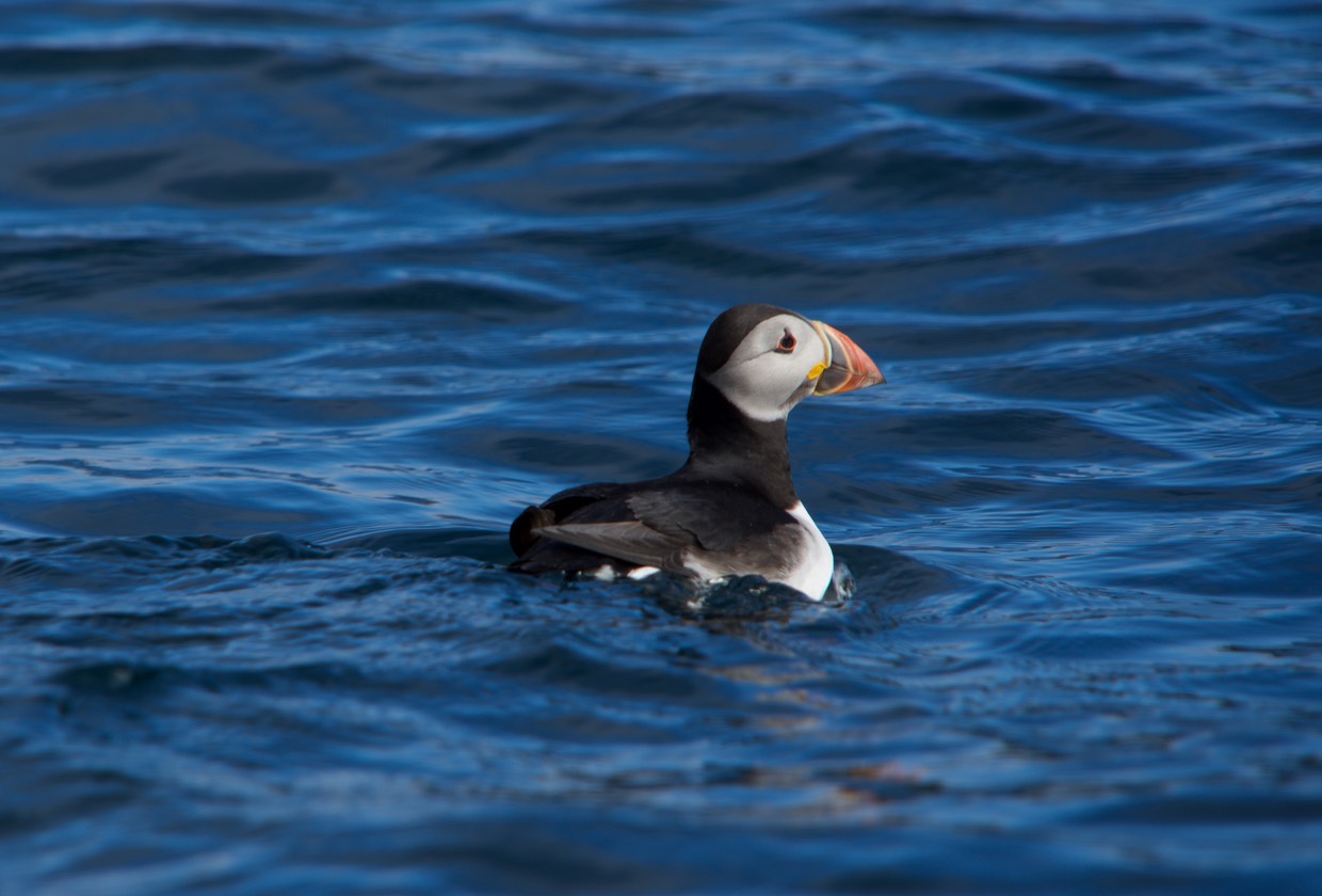 150811 48 St Kilda Puffins