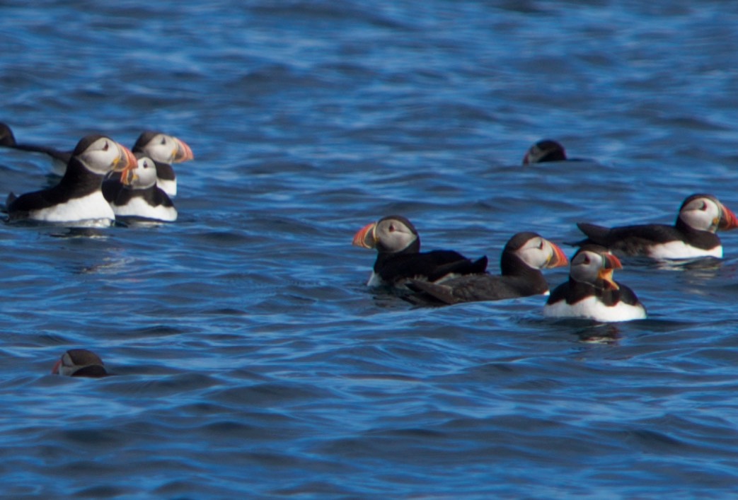 150811 49 St Kilda Puffins