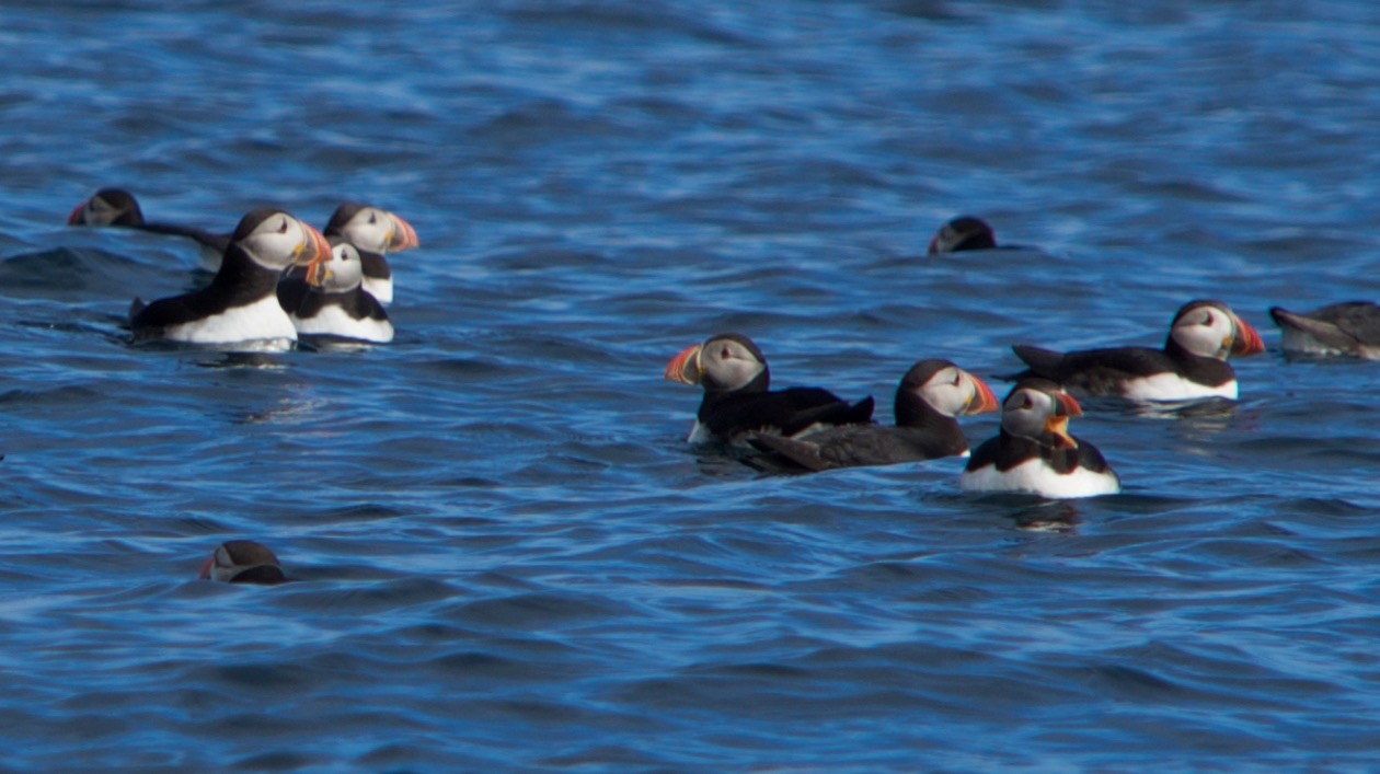 150811 49 St Kilda Puffins