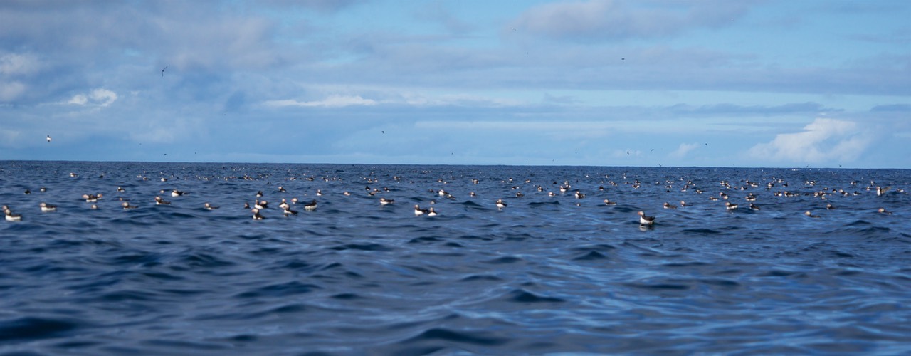 150811 53 St Kilda Puffins