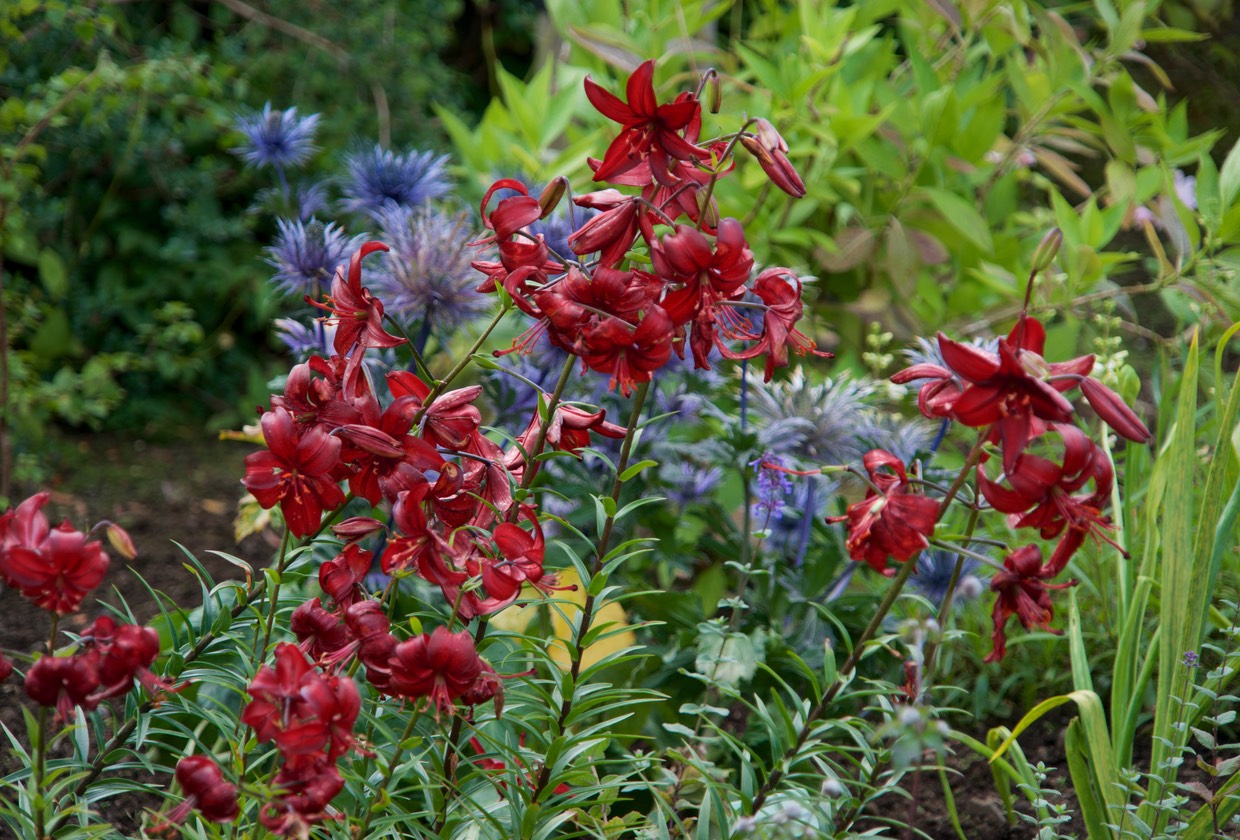 150813 2 Tour to Dunvegan Castle Colours of the gardens