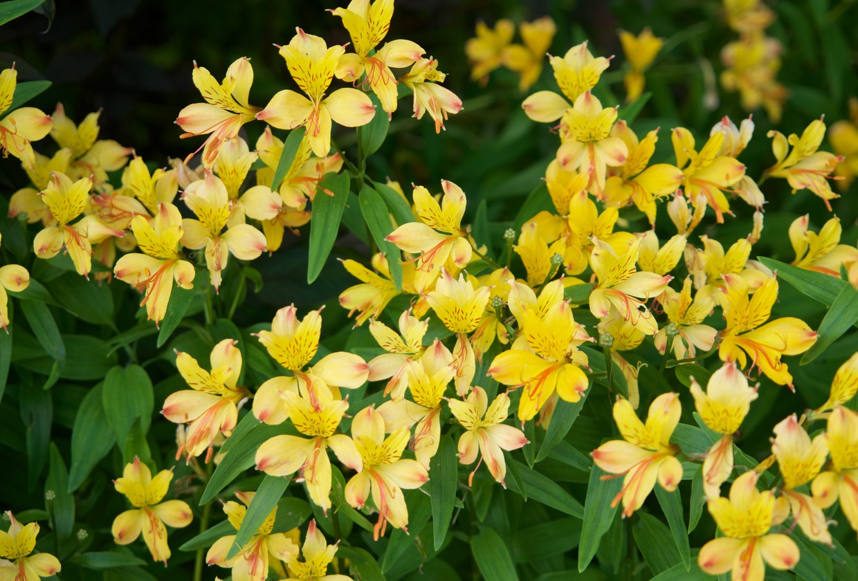 150813 3 Tour to Dunvegan Castle Colours of Flowers