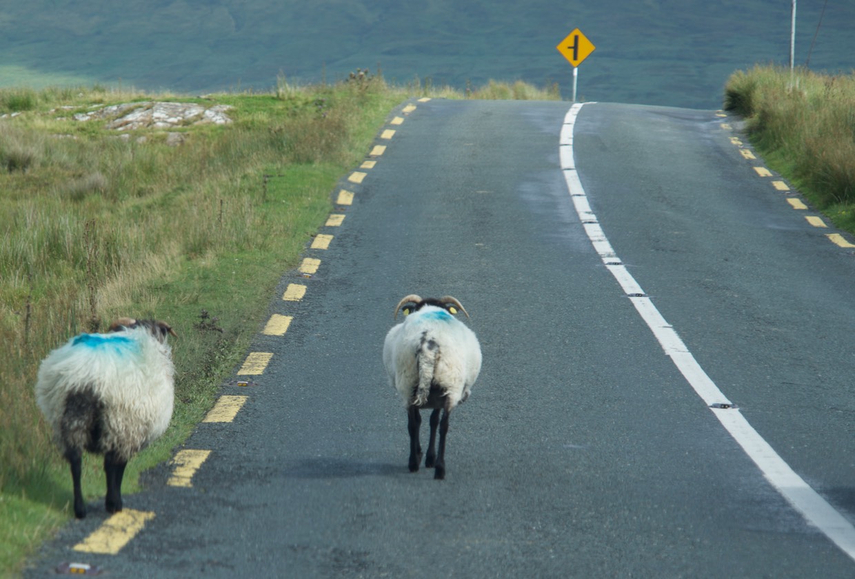 150822 21 Hazards of the road driving to Sligo Ireland