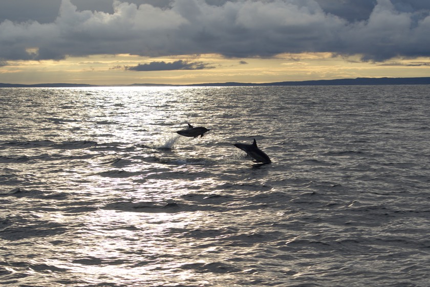 150831 1 Aran Island to Dingle Dolphins.jpg