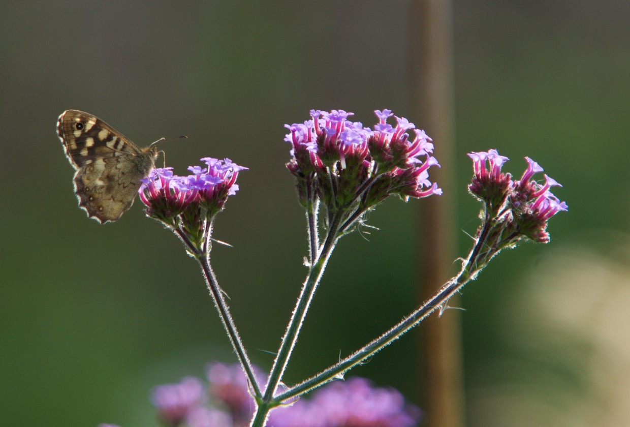 150910 Longueville House Chasing Butterflies