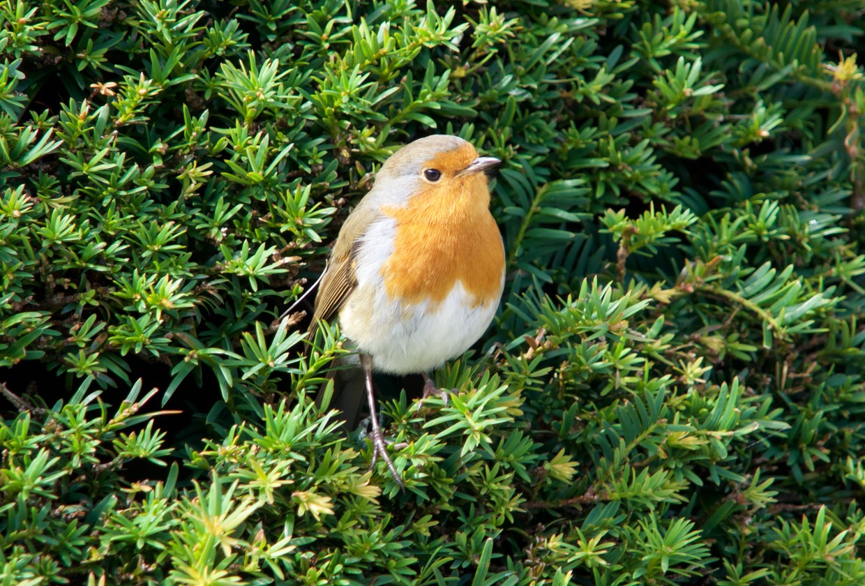 150916 Muckross House Robin Red Breast