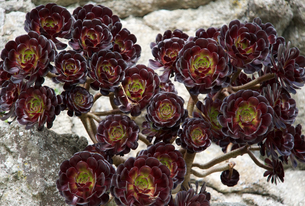 150924 Gardens of St Michaels Mount Cornwall