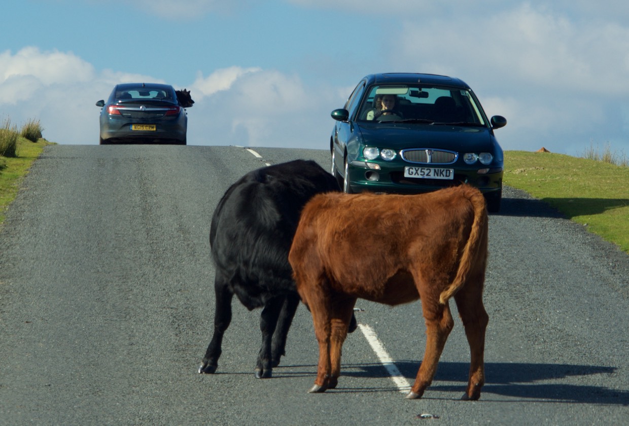 151013 Drive day to Dartmoor National Park Dodging Cows