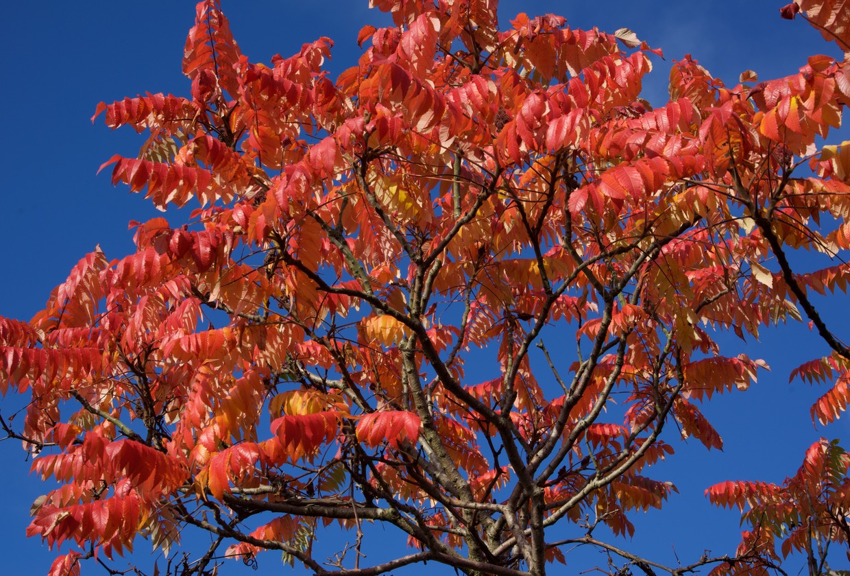 151028 Colours of Autumn Leamington