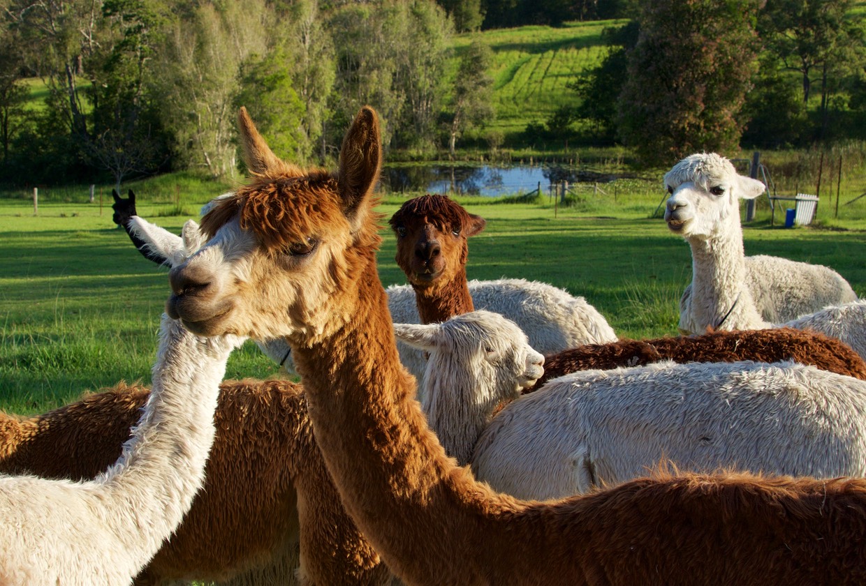 151126 Mount Mee Alpaca Farm where we stayed