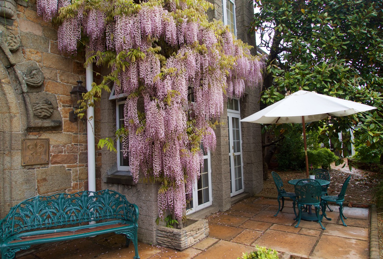160518 Longueville House Wosteria