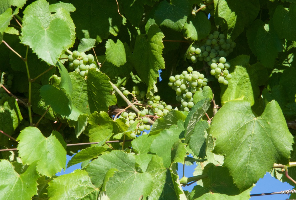 160801 Driving O Rosal area region of Rias Baixas