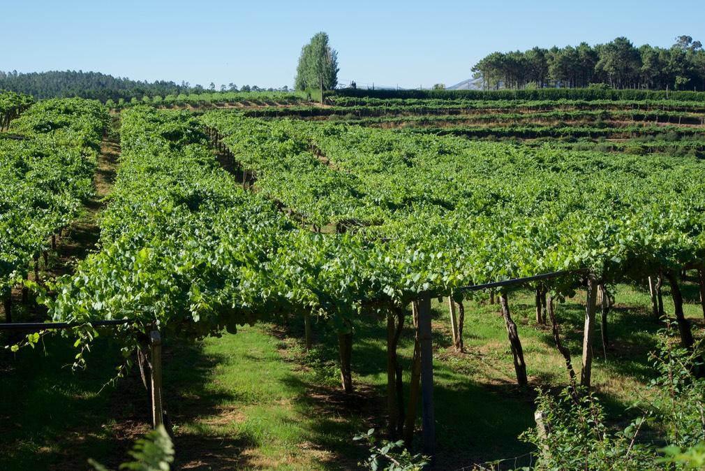 160801 5 Driving O Rosal area region of Rias Baixas.jpg