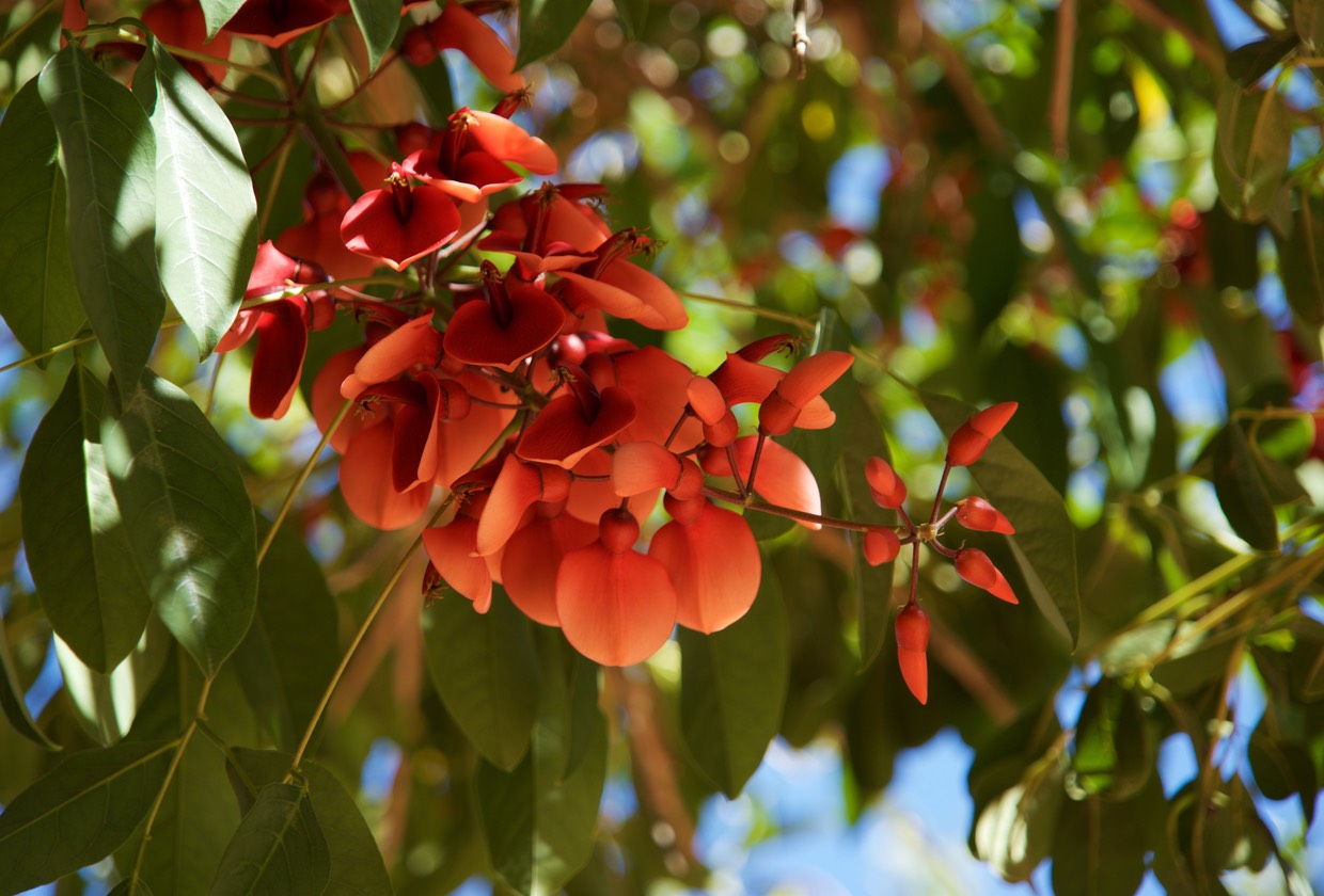 160821 Palacio Marques de Pombal Oeiras Flower