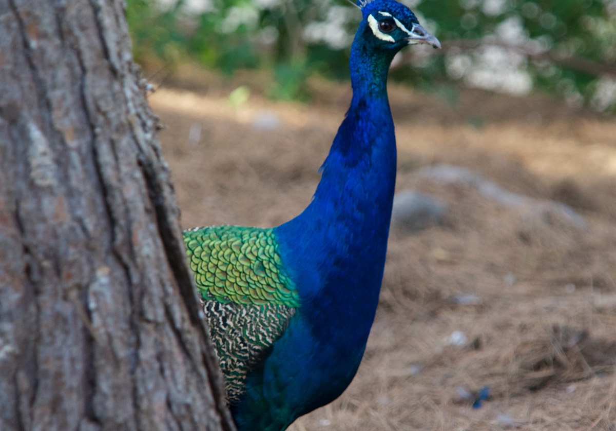 161009 Cartagena Peacock on hill at Castillo Dela Concepcion