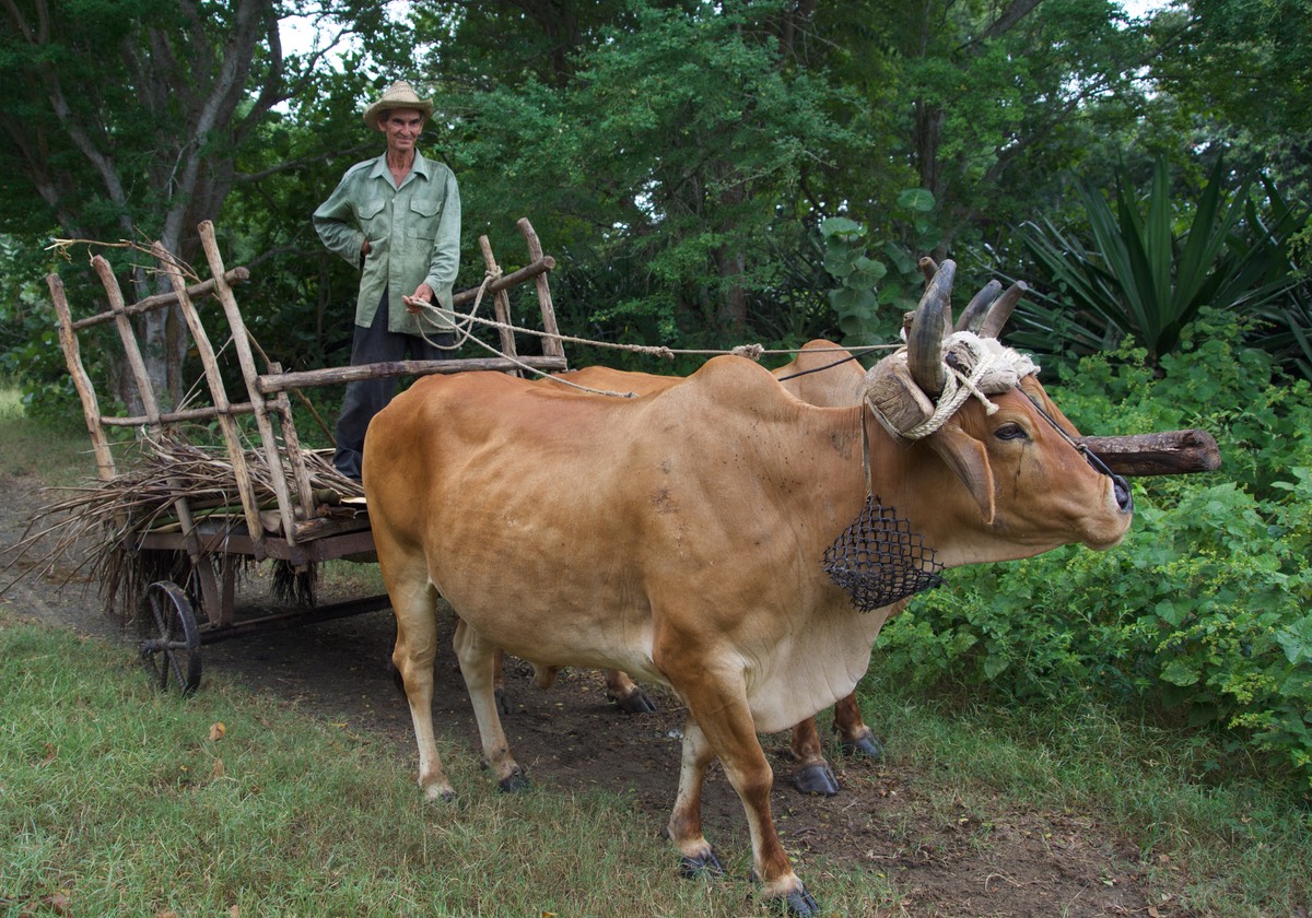 161127 Holguin Ride Day Ox and Cart