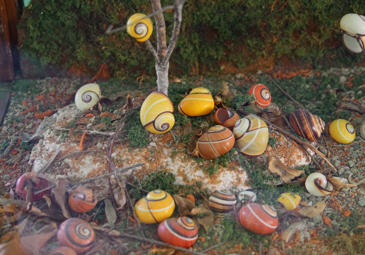 161129 Guantanamo Cuba Museum Shells