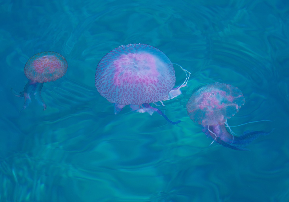 170417 Pretty but not so nice jelly fish Ibiza