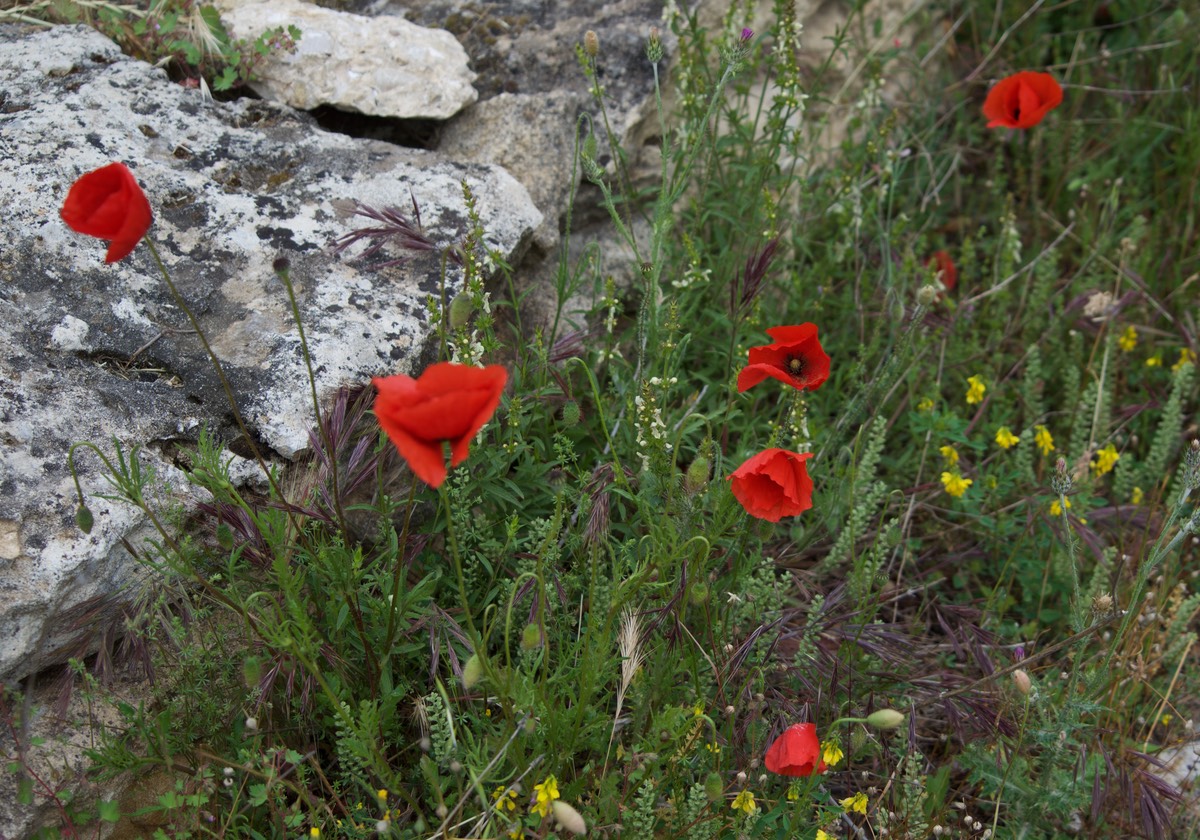 170511 Village des Bories, Gordes Poppies