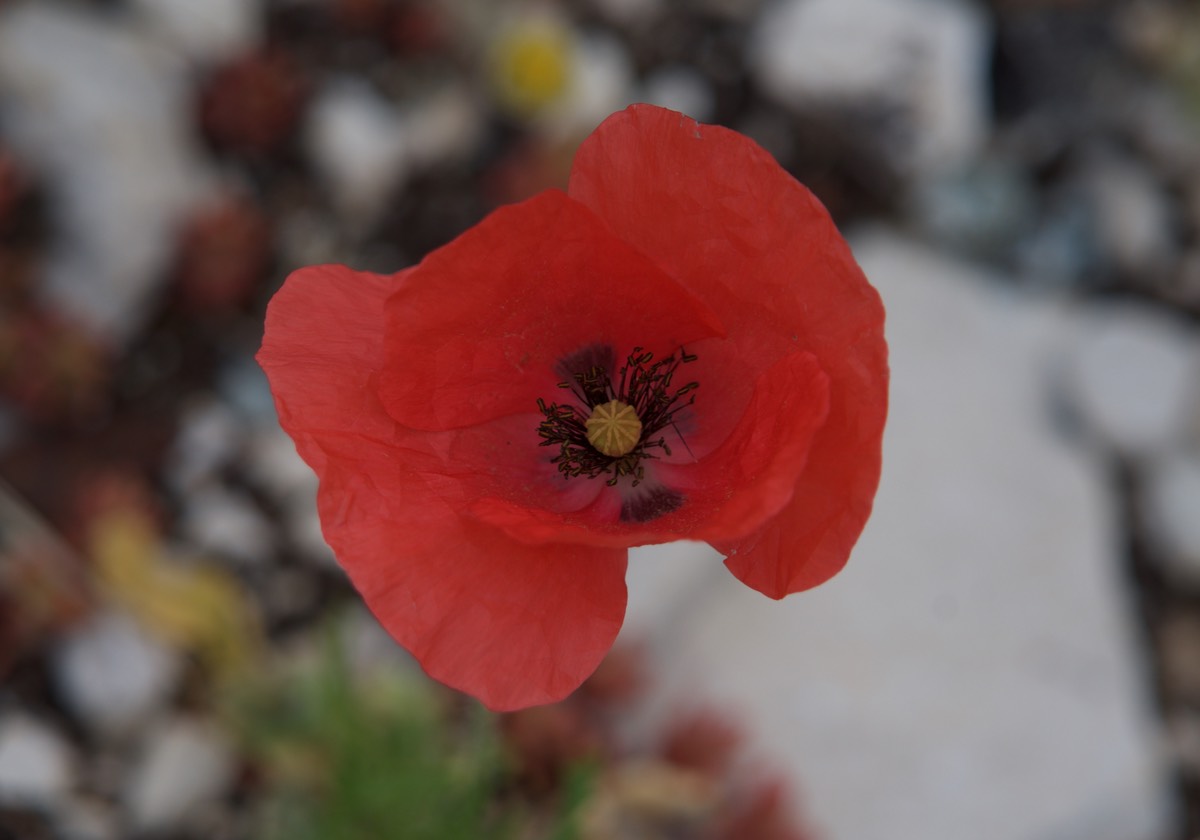 170531 Drive day to Gorge Du Verdon Poppy up close