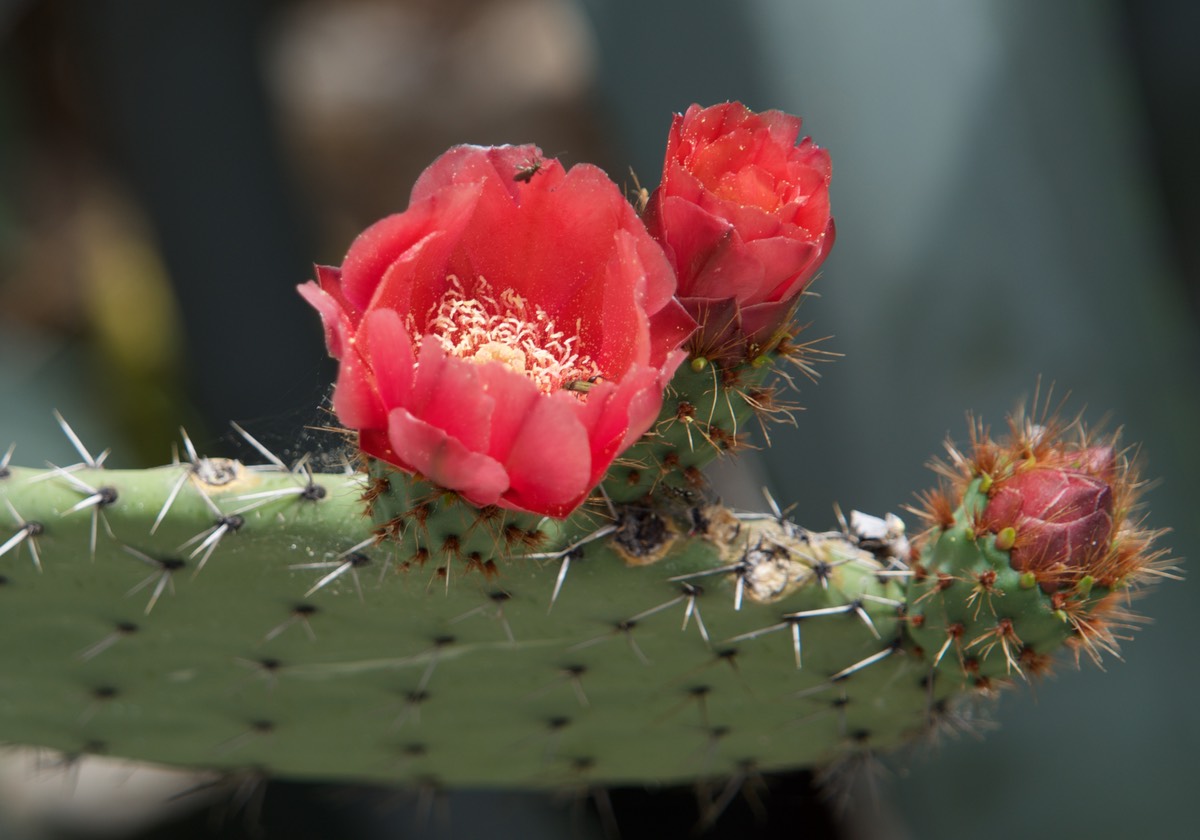 170608 Cactus Flower
