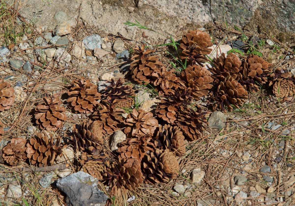 170615 Vallee de la Restonica Pine Cones