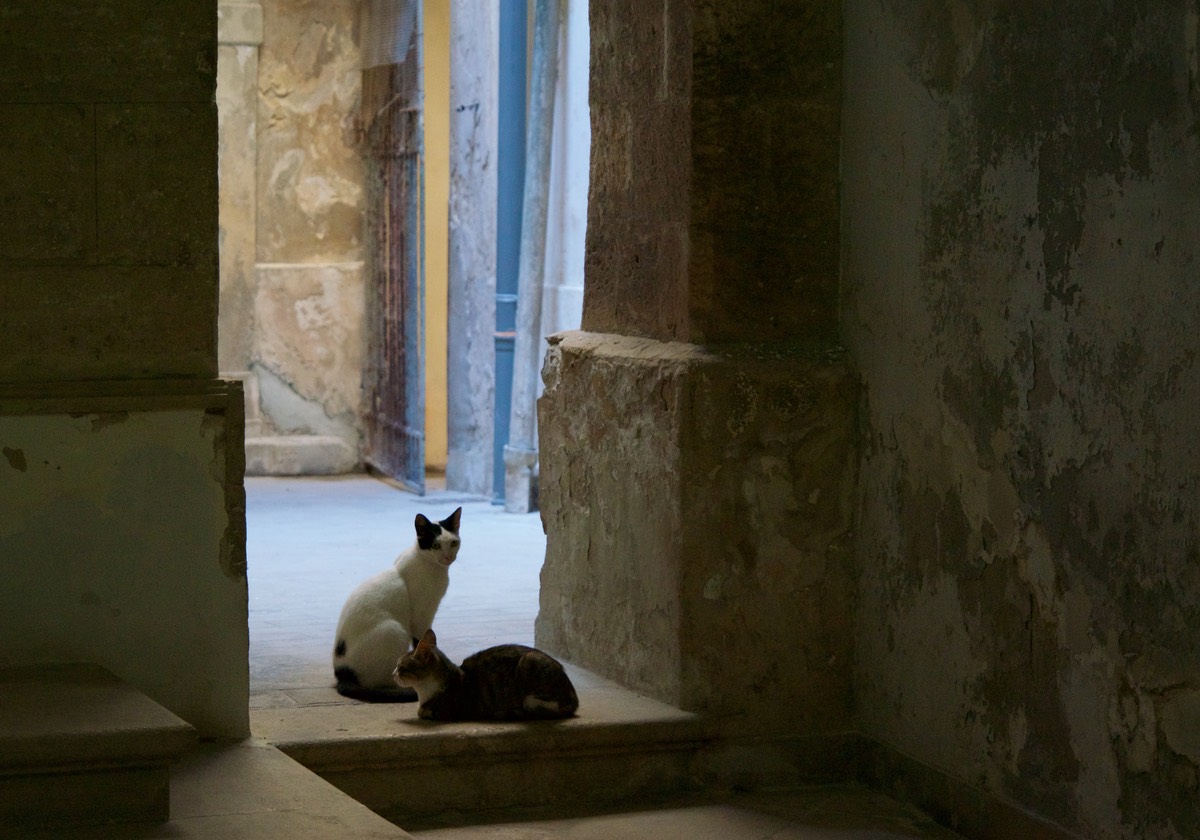 170719 Syracuse relaxed cats