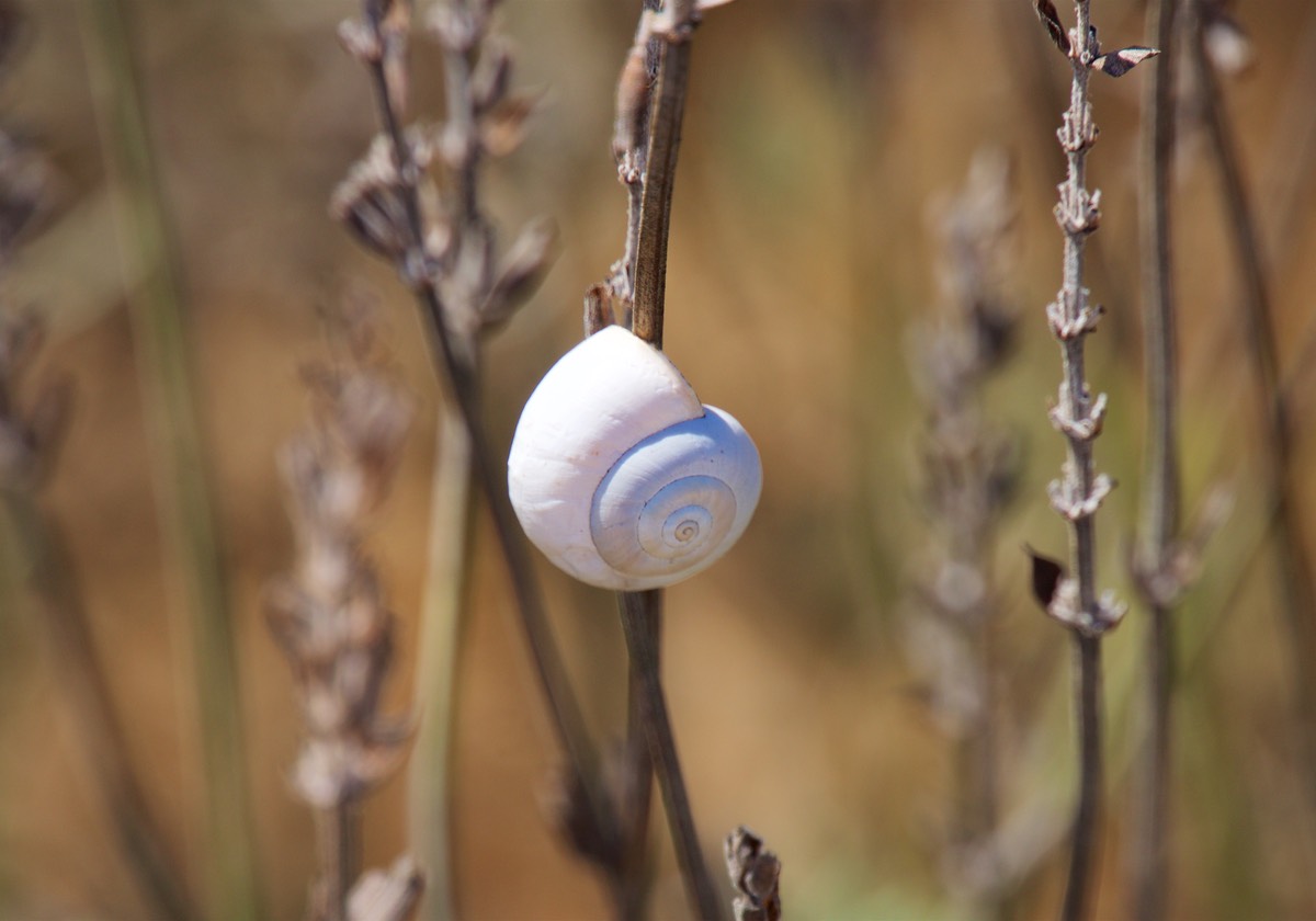170801 Gozo Shells