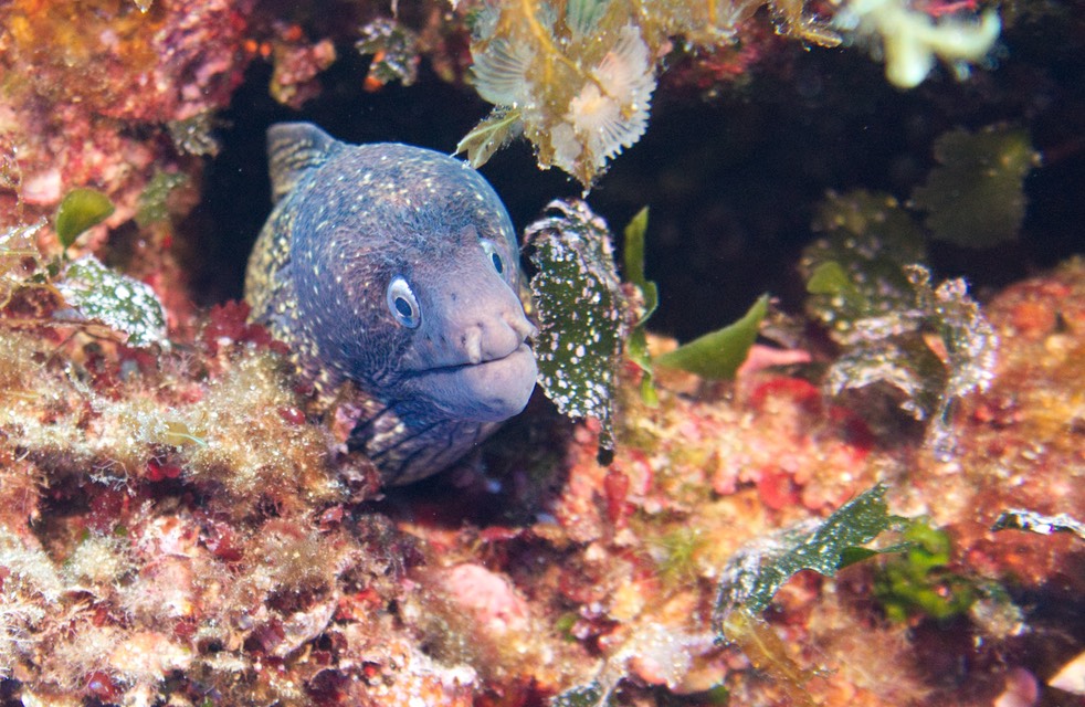 170809 2 Eel Blue Hole Chimney and Coral reef plus the ruins of the  Azure Window Dive