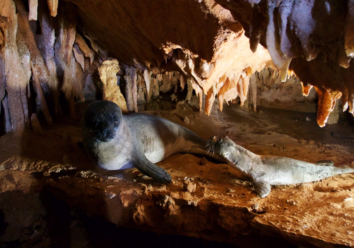 170824 Grotta Del Fico Sardenia Monk Seals display