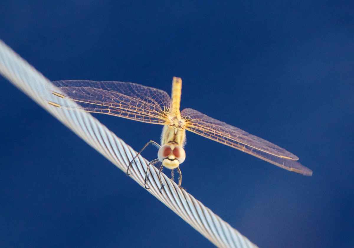 170829 Sailing Sardenia to Rome Cute Dragon fly