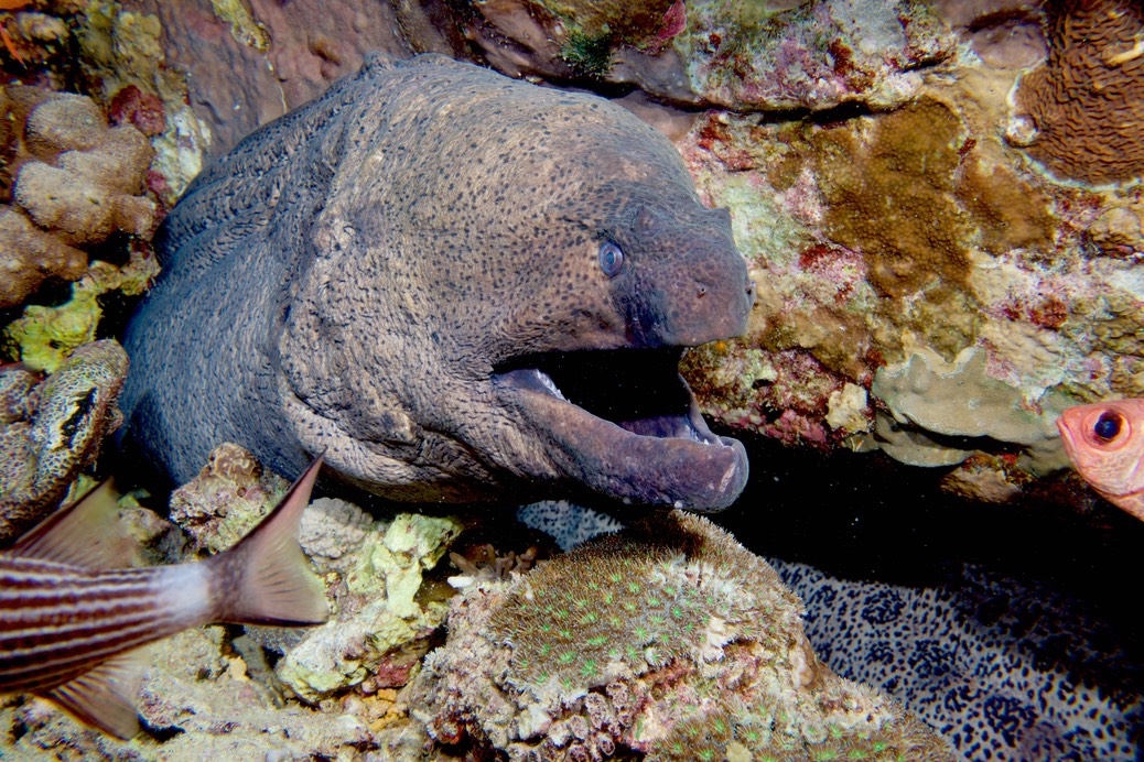 170902-05 Red Sea  52 Giant Moray George